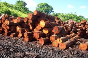 Forestry FSC Certification Assessment Fiji Mahogany